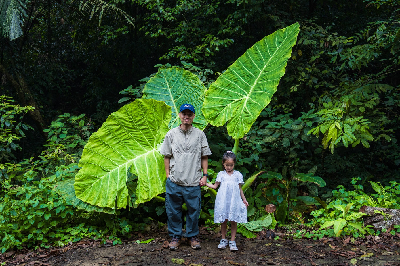 Không riêng Hồng Ngọc, kiến trúc sư kiêm nhiếp ảnh gia Nguyễn Hồng Nhật (35 tuổi, ngụ Hà Nội) cũng từng chụp ảnh cùng con gái dưới tán cây ráy cao quá đầu người trong VQG Cúc Phương. Anh cho biết đây là lần đầu bắt gặp bụi ráy &quot;khủng&quot; đến vậy. Ảnh: Nguyễn Hồng Nhật.