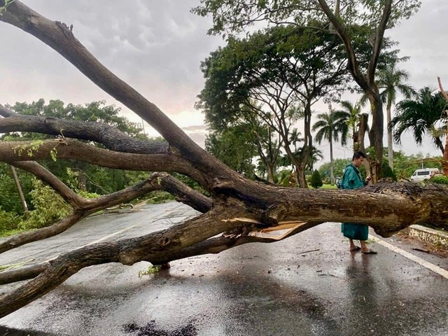 Cây lớn bật gốc, ngã đổ chắn ngang đường hướng từ TP Vũng Tàu đi TP Bà Rịa Cây lớn bật gốc, ngã đổ chắn ngang đường hướng từ TP Vũng Tàu đi TP Bà Rịa