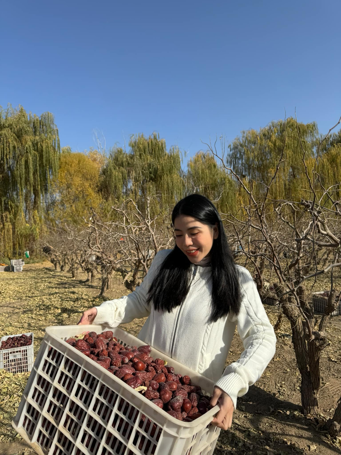 Hằng Du Mục nổi tiếng khi bán sản phẩm táo đỏ Tân Cương. Hằng Du Mục nổi tiếng khi bán sản phẩm táo đỏ Tân Cương.