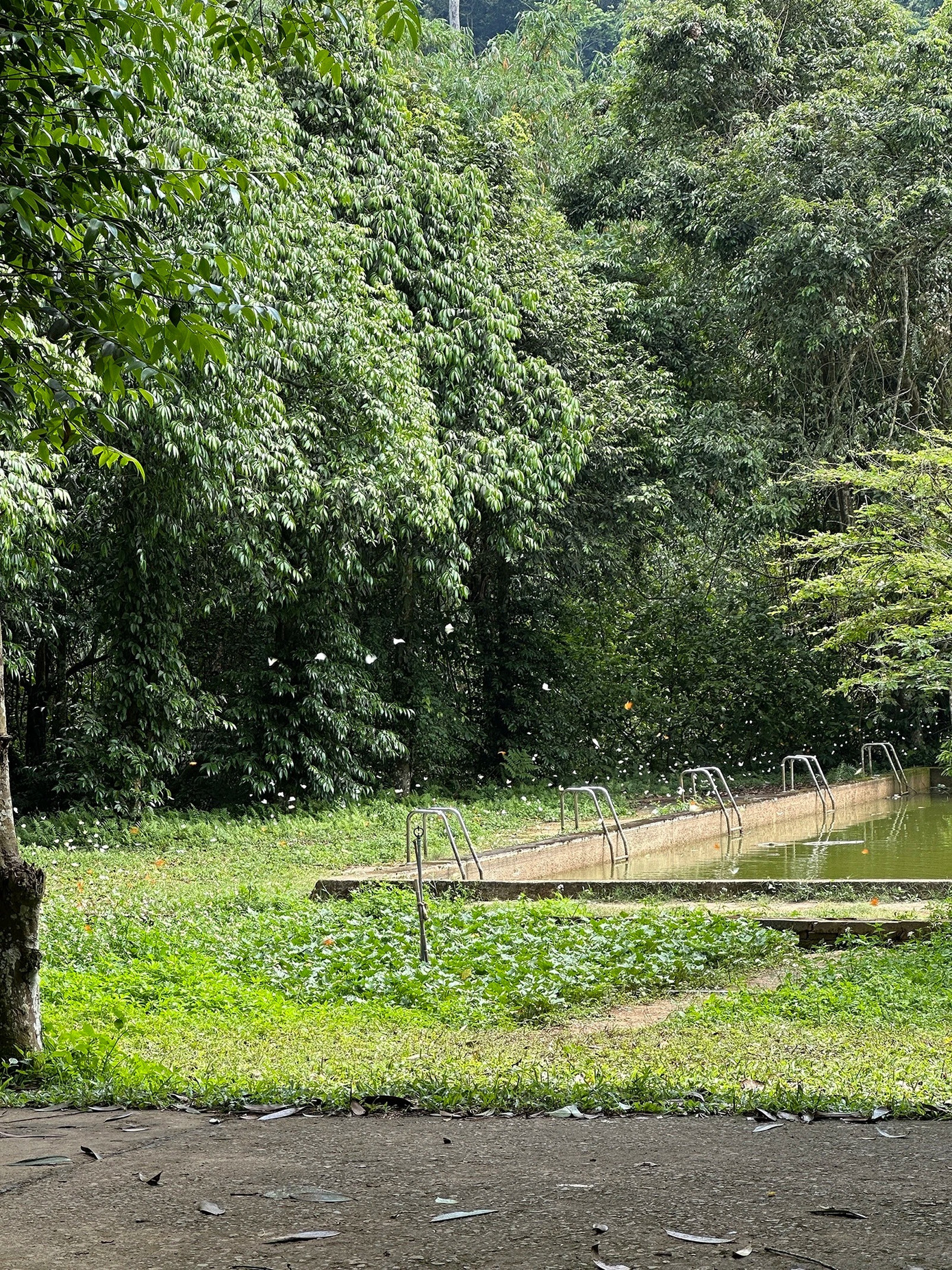 Đôi bạn chuẩn bị sẵn cơm trộn, mì Ý, trái cây để picnic bên hồ nước gần cây sấu cổ thụ. Sau đó, họ nghỉ ngơi, ngắm bầu trời với những tán lá, đàn bướm liên tục bay xung quanh hồ. &quot;Thực sự đây là một &quot;giấc mơ trưa&quot; đúng nghĩa với chúng tôi&quot;, Ngọc nói. Ảnh: Hồng Ngọc.