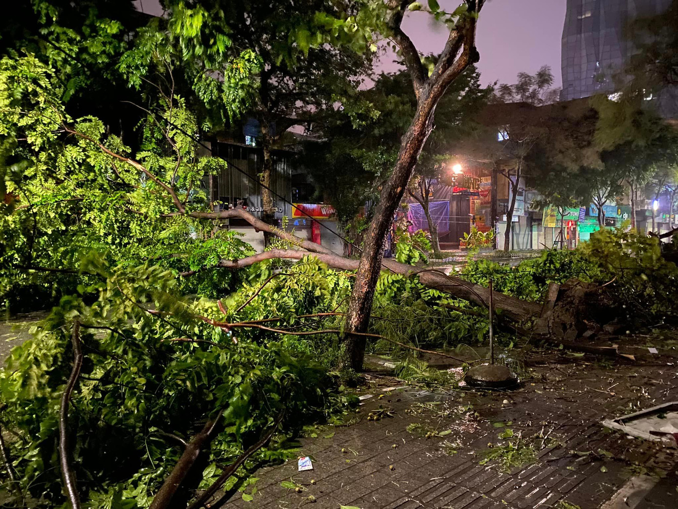 Nghệ sĩ Chiều Xuân buồn khi cây cối bị bão tàn phá tan hoang, không thể nhận ra con phố nhà mình.