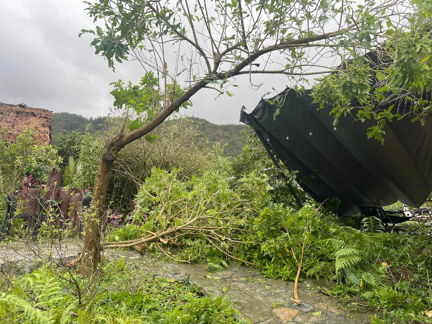 Ca sĩ Việt Hoàn nói anh chưa từng thấy cơn bão nào lớn như vậy đổ bộ vào Hà Nội. Vườn nhà của anh ở ngoại thành Hà Nội chịu ảnh hưởng nặng, người và nhà yên ổn nhưng cây cối “tan nát”. Cây mít trĩu quả nhà nam ca sĩ đổ rạp, mái tôn đổ sập, một bên cửa sắt bị gió thổi tung… Sau trận bão, vườn nhà Việt Hoàn chỉ còn cảnh tượng hoang tàn.