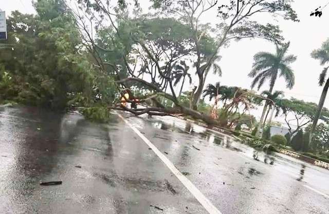 Cây chắn ngang đường, các phương tiện không thể di chuyển qua Cây chắn ngang đường, các phương tiện không thể di chuyển qua