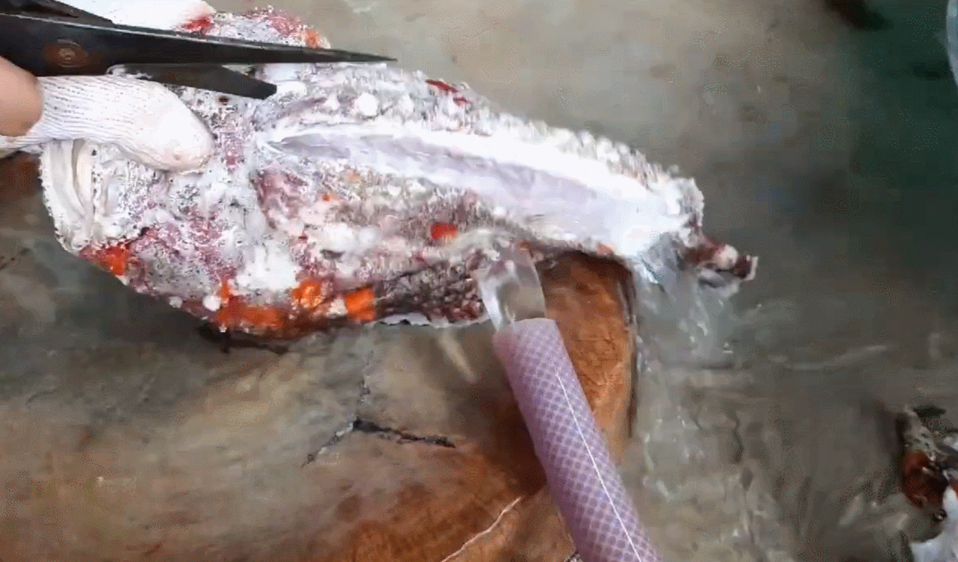 Phần gai nhọn ở sống lưng cá mặt quỷ có độc tố nên phải được loại bỏ trước khi chế biến.