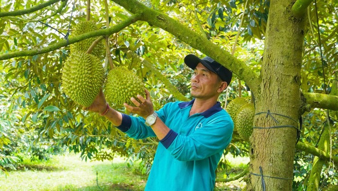 Tuy năm nay sầu riêng giá bán khá rẻ so với năm ngoái nhưng hợp tác xã vẫn rất chú trọng khâu đầu tư sản xuất theo quy trình nghiêm ngặt, an toàn nên có lượng đầu ra ổn định, giá vẫn đảm bảo hơn so với thị trường.