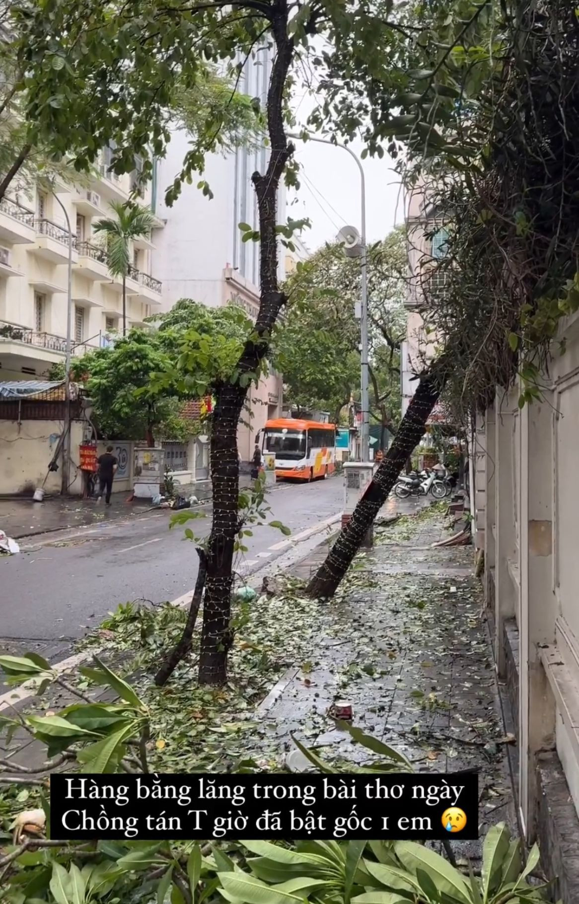 Căn biệt thự khang trang của Á hậu Ngô Thanh Thanh Tú cũng bị thiệt hại. Người đẹp tiếc nuối khi dãy bằng lăng chồng từng làm thơ tặng cô được trồng trước nhà bị mưa gió thổi bật gốc. Thời điểm mưa lớn, cô phải dùng băng dính cố định khe hở, tránh nước tràn vào nhà.