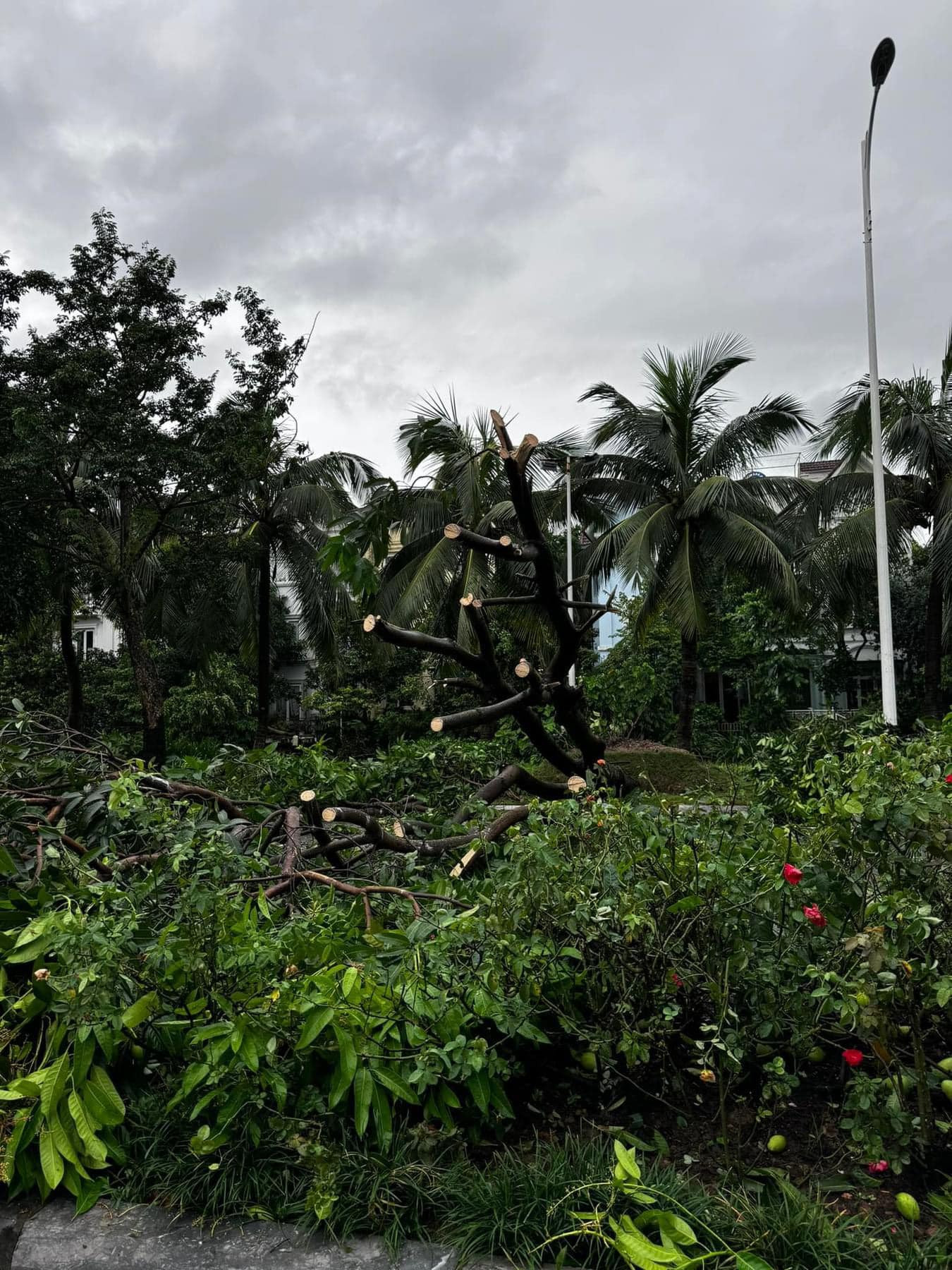 “Cả khu nhà cây cối tan hoang, cảnh tượng thật đáng sợ. Sáng nay đã khắc phục được một phần”. Giọng ca Tự tâm nói đây là cơn bão lịch sử với sức gió khủng khiếp nhất từ trước giờ tại Hà Nội.