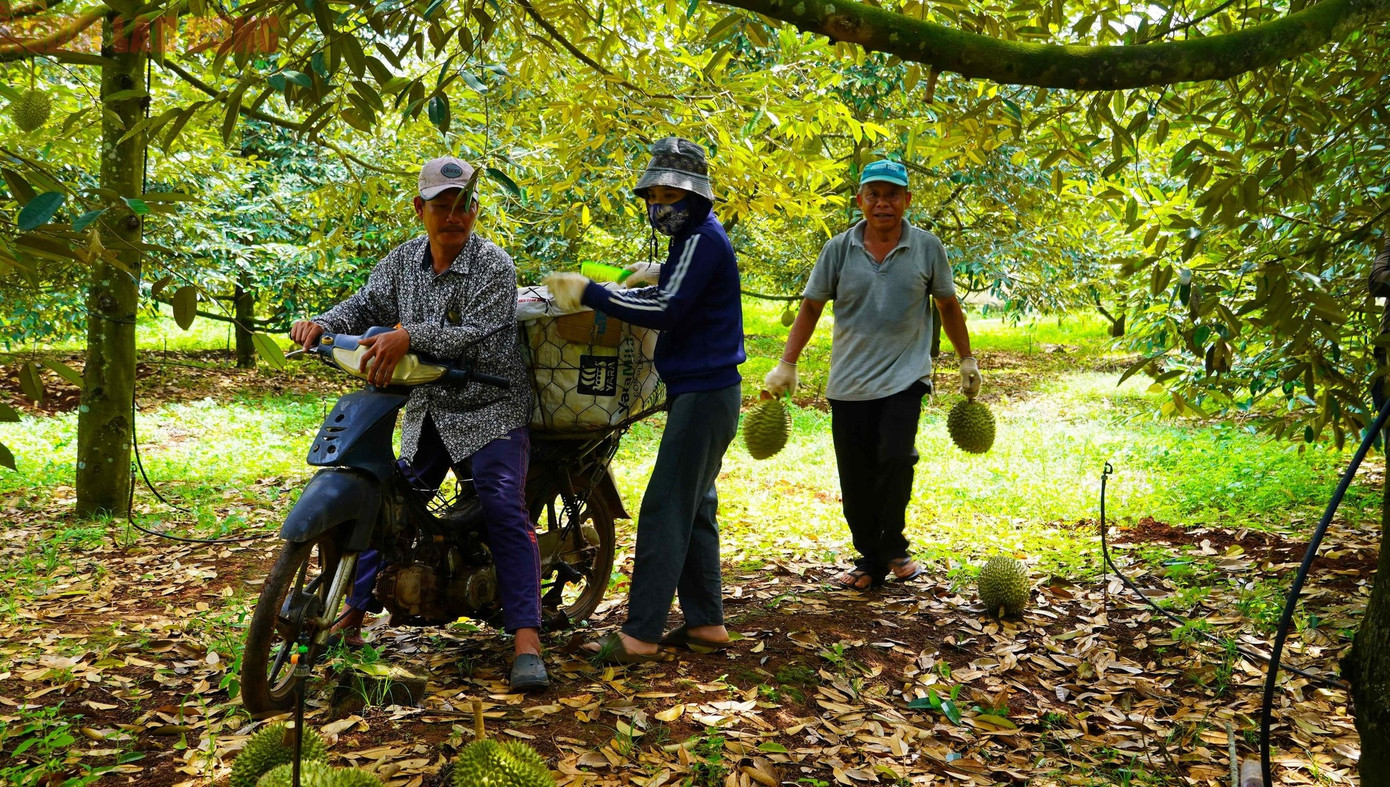 Tương tự, vườn sầu riêng 3,5 ha của ông Nguyễn Hữu Bê cùng xã, với 2 ha cho thu hoạch, đạt sản lượng khoảng 40 tấn, cao hơn 10 tấn so với năm trước. Dù giá bán sầu riêng Ri6 chỉ 35.000 đồng/kg, gia đình ông vẫn có thể lãi khoảng 900 triệu đồng. Vườn của ông Bê đã được cấp mã vùng trồng và đạt chứng nhận OCOP 3 sao.