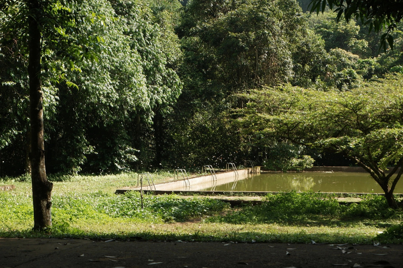 Bộ ảnh Ngọc đăng lên tải lên mạng xã hội nhanh chóng &quot;viral&quot;, nhận nhiều lời khen từ cộng đồng mạng. Nhiều người bình luận hỏi đường đi, cách &quot;săn&quot; bướm và cây khổng lồ... khiến cô cảm thấy hạnh phúc vì có thể lan tỏa vẻ đẹp thiên nhiên Việt Nam. Dù chưa kịp ở lại ngắm đom đóm về đêm, Ngọc tin rằng đó là lý do để cô quay lại VQG Cúc Phương lần nữa. Ảnh: Hồng Ngọc.