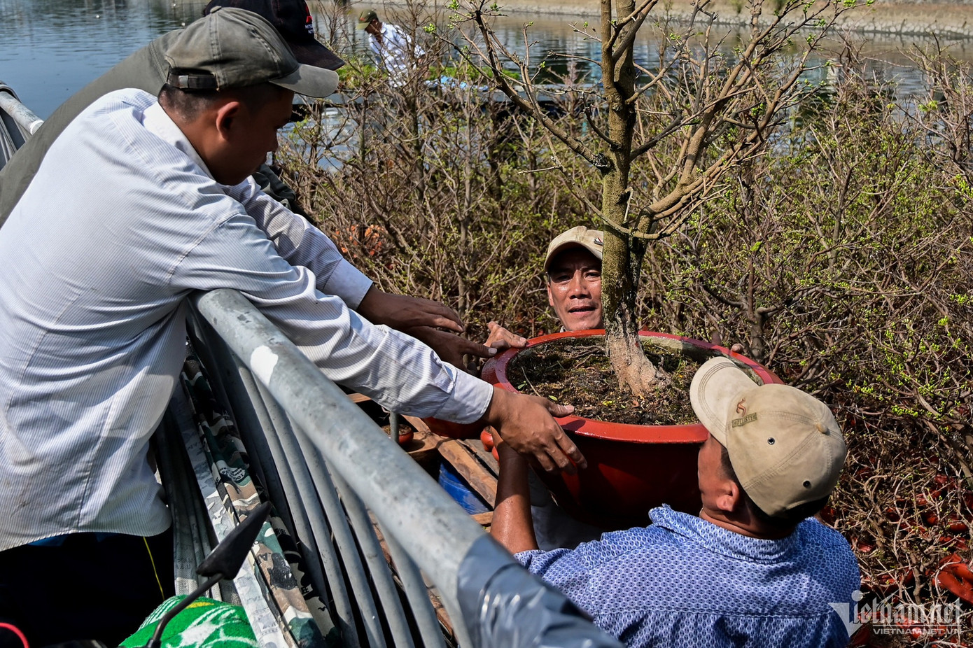 Bên cạnh đó, ghe của anh Hoàng Sơn cũng đang chuyển dần những chậu mai lớn lên bờ.