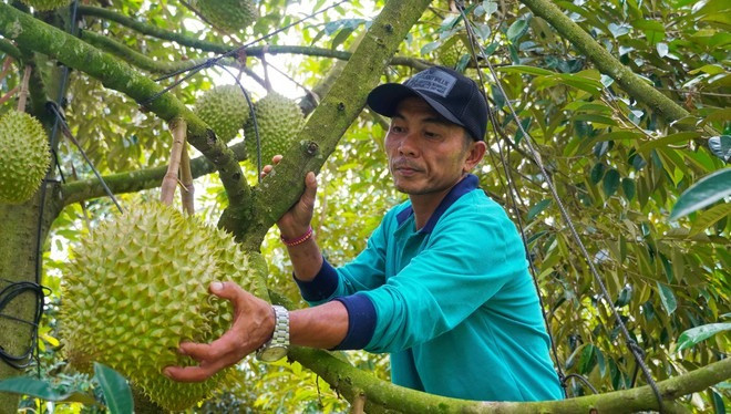 Tuy năm nay sầu riêng giá bán khá rẻ so với năm ngoái nhưng hợp tác xã vẫn rất chú trọng khâu đầu tư sản xuất theo quy trình nghiêm ngặt, an toàn nên có lượng đầu ra ổn định, giá vẫn đảm bảo hơn so với thị trường.