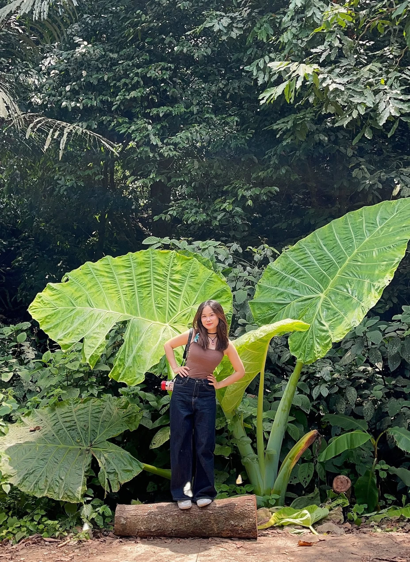 Cây ráy khổng lồ ở Cúc Phương trở thành trào lưu trên các nền tảng mạng xã hội. Từ khóa &quot;cây khổng lồ&quot;, &quot;cây ráy Cúc Phương&quot; được nhiều người trẻ tìm kiếm, đăng tải hình ảnh, clip &quot;trở về tuổi thơ&quot; giữa rừng Cúc Phương. Ảnh: @merchi_nguyen.