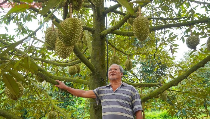 Tại xã Láng Lớn, huyện Châu Đức, ông Danh Nguyên cho biết vườn sầu riêng 1,5 ha của gia đình năm nay thu được khoảng 20 tấn, tăng 5 tấn so với năm ngoái. Dù giá bán chỉ đạt 36.000 đồng/kg, thấp hơn năm ngoái (hơn 50.000 đồng/ký) ông vẫn thu lãi hơn 500 triệu đồng nhờ năng suất tăng và chi phí được kiểm soát. Ông lý giải, vườn cây đang vào giai đoạn sung sức, chăm sóc tốt nên đậu trái cao.