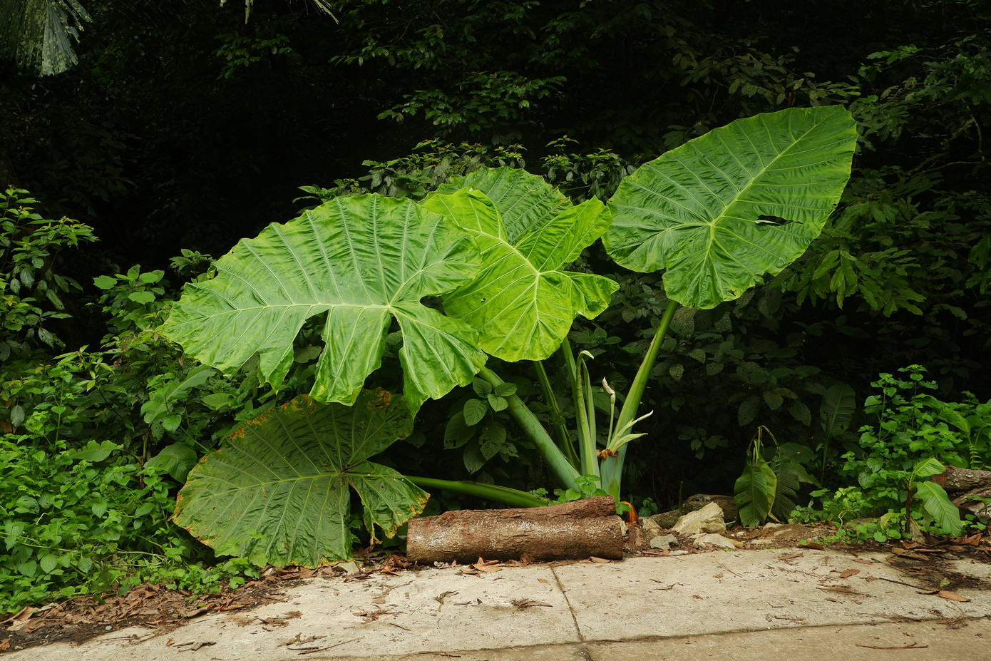 Giữa tháng 5, Nguyễn Hồng Ngọc (21 tuổi, quê Sơn La) vừa có chuyến khám phá Vườn quốc gia Cúc Phương (Ninh Bình) cùng bạn đại học. Chuyến đi lần đầu đến Cúc Phương vượt xa kỳ vọng của Ngọc, vì ngoài săn bướm như thông thường, cô bắt gặp cây ráy khổng lồ cao khoảng 2,5 m, mọc ven đường giữa rừng sâu. Ảnh: Hồng Ngọc.