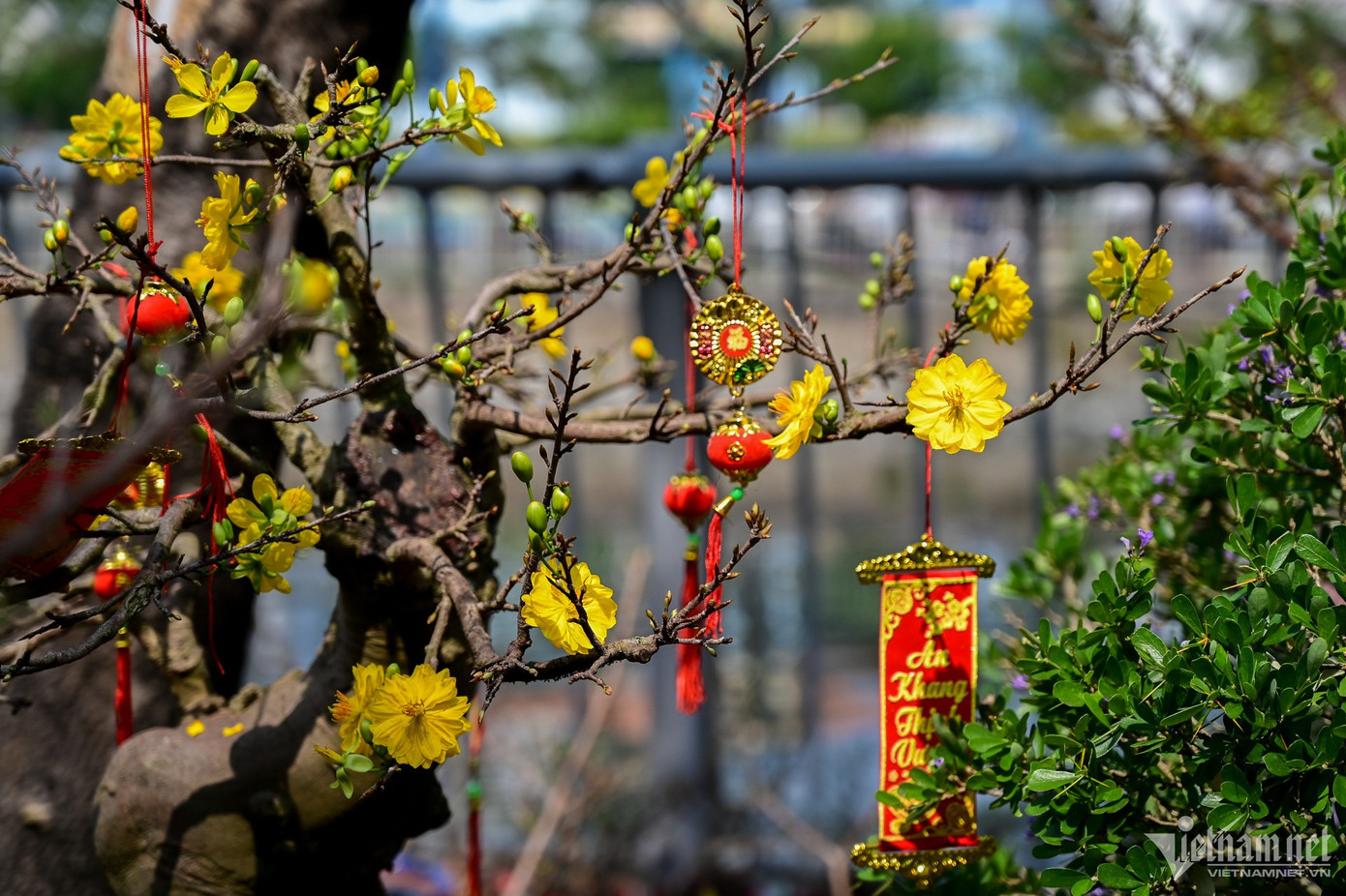 Các chủ vườn ở miền Tây cho biết, thời tiết năm nay khá thuận lợi nên hoa ra nhiều nụ và nở đúng dịp Tết. Mai năm nay được trồng ở nhiều tỉnh khác nên số lượng bán ra thị trường lên đến hàng nghìn chậu.