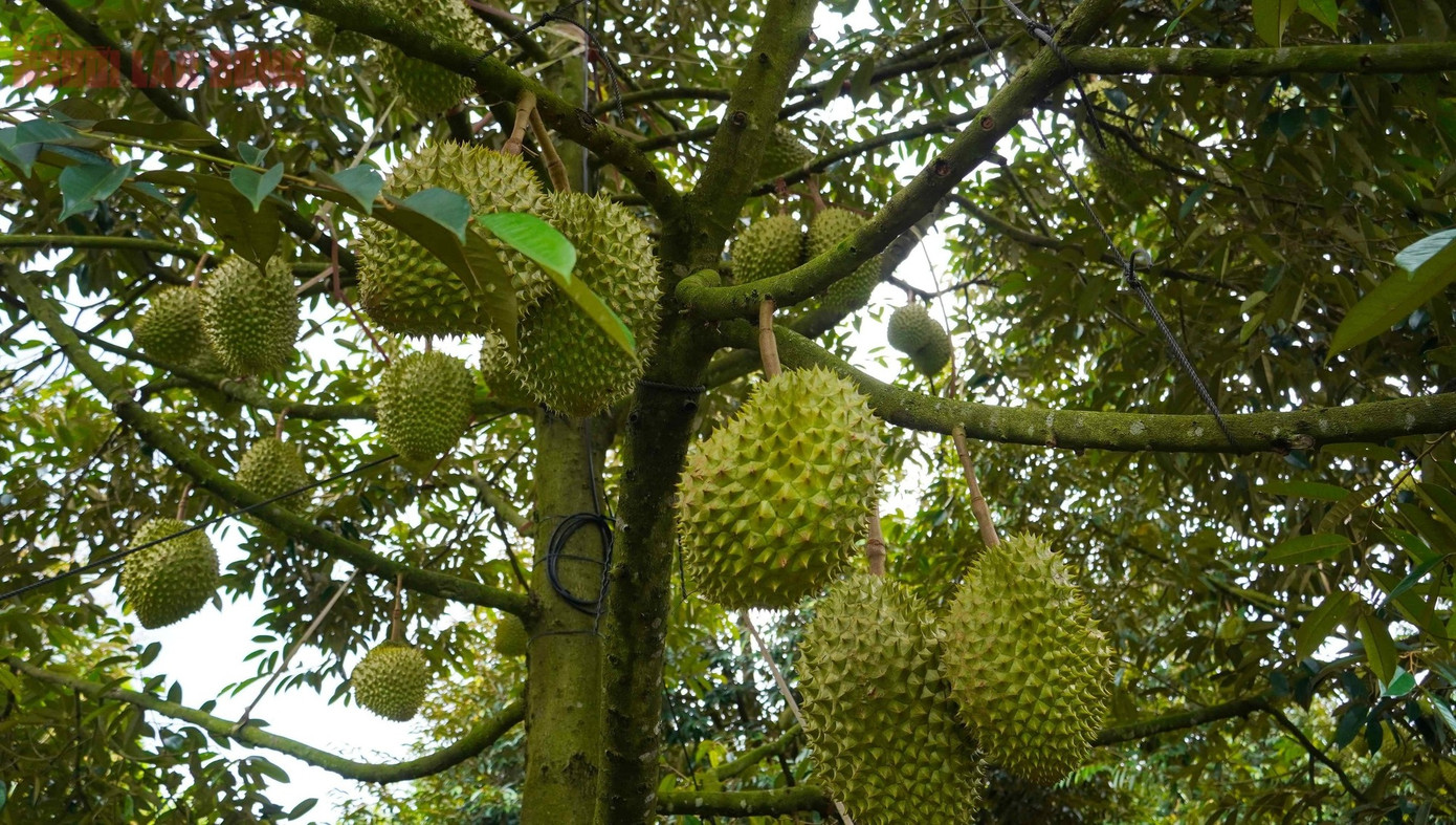 Mặc dù bước vào vụ thu hoạch muộn hơn từ 1 đến 1 tháng rưỡi so với mọi năm, nhiều vườn sầu riêng tại Bà Rịa - Vũng Tàu vẫn trúng mùa, cho năng suất cao và đảm bảo đầu ra nhờ sản xuất an toàn, có mã vùng trồng.