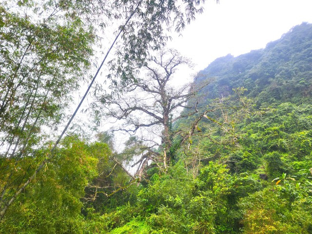 Cây gạo là cây cổ thụ có kích thước lớn nhất còn sót lại ở vùng quê Thạch Hóa