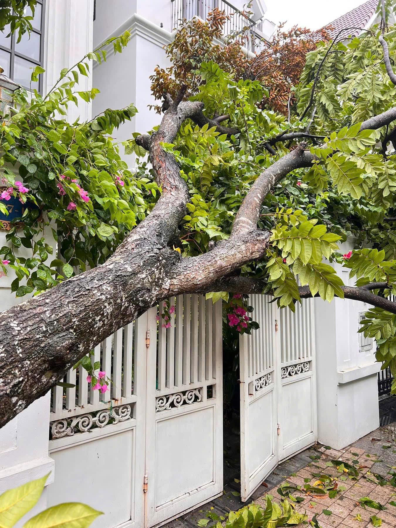 “Cả khu nhà cây cối tan hoang, cảnh tượng thật đáng sợ. Sáng nay đã khắc phục được một phần”. Giọng ca Tự tâm nói đây là cơn bão lịch sử với sức gió khủng khiếp nhất từ trước giờ tại Hà Nội.