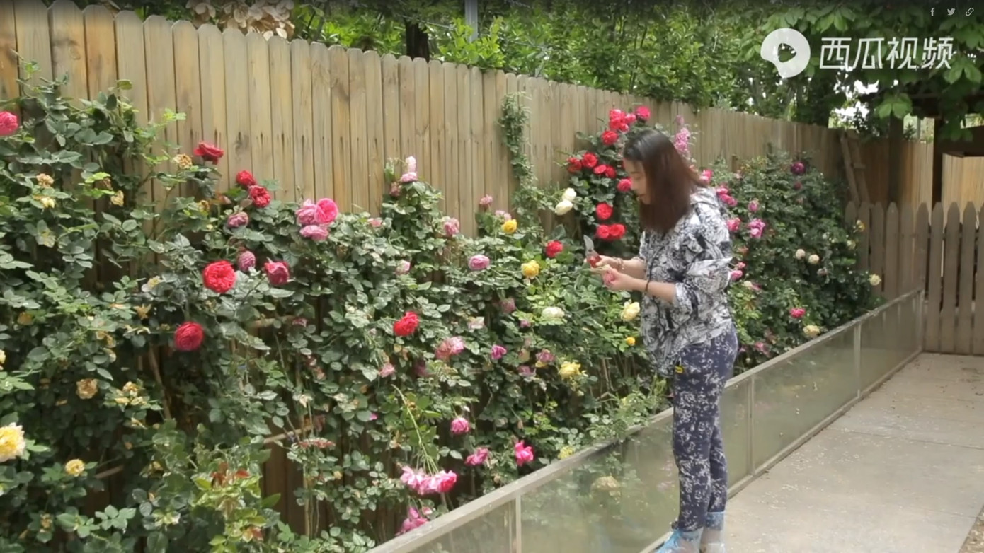 Châu Hải My lúc sinh thời chăm sóc vườn nhà trong khuôn viên rộng hơn 900 m2 ở ngoại ô Bắc Kinh.