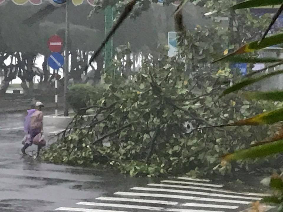 Nhiều người thiệt mạng vì bão Damrey quét qua ảnh 77