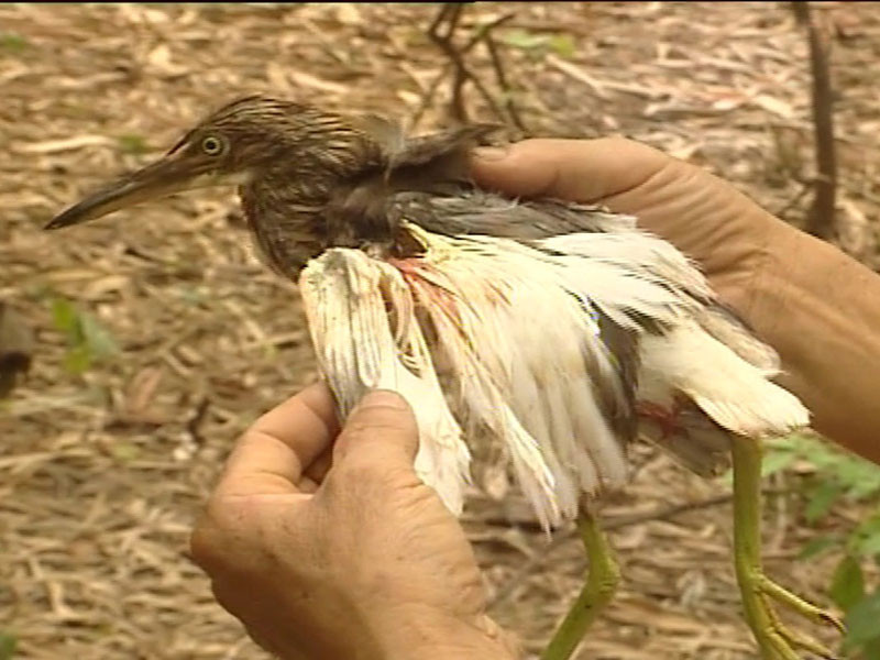 Một con cò bị bắn ở vườn nhà ông Bé