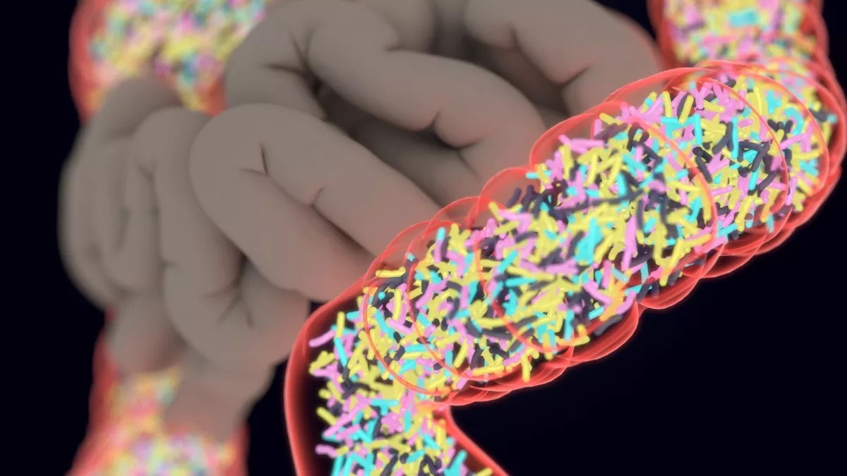 Hình minh họa khái niệm cho thấy một mặt cắt ngang của ruột non và ruột già được sắp xếp giống như trong cơ thể con người. Ruột già được hiển thị trên mặt cắt ngang và có thể nhìn thấy các tế bào vi khuẩn giống như hoa đầy màu sắc bên trong