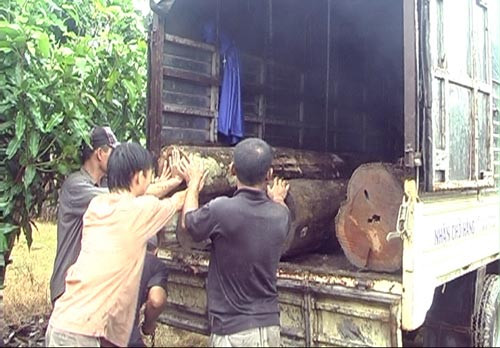 Số gỗ do lâm tặc đốn hạ bị kiểm lâm phát hiện