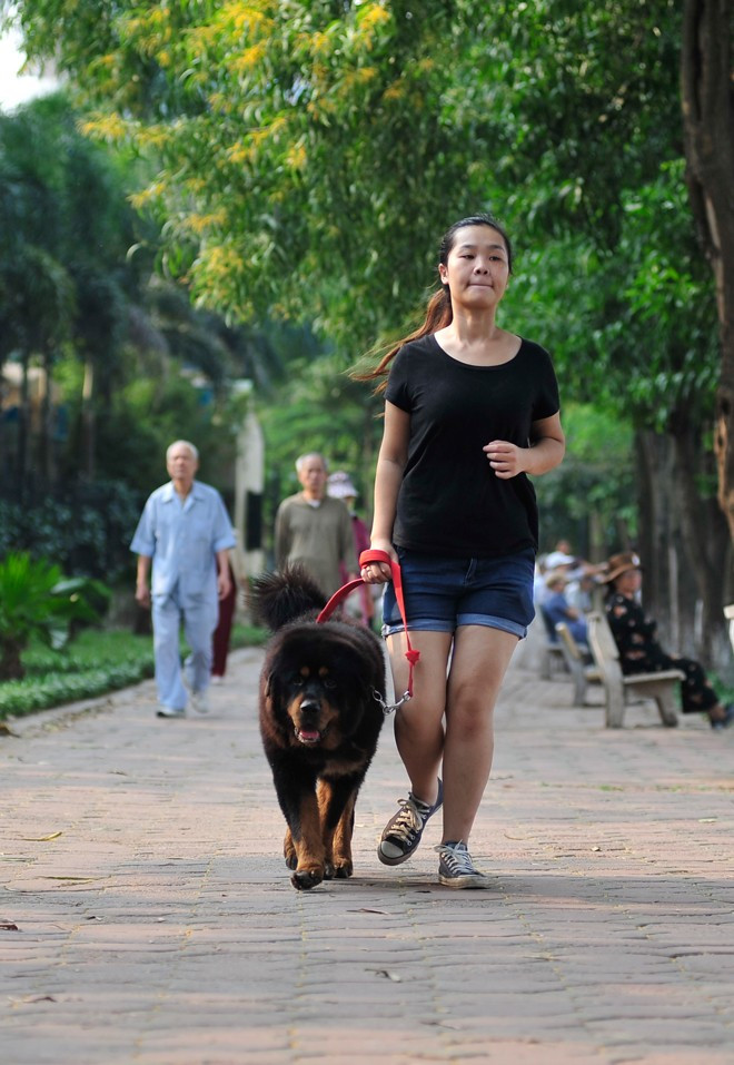 Để nuôi chúng được khỏe mạnh, chủ nhân không chỉ có lòng đam mê, thời gian mà còn phải xác định có một khoản tài chính không nhỏ cho chúng. May mắn trong gia đình Linh, mọi người đều có sự đam mê với những chú “thần khuyển ” này. Do đó những lúc bận công việc học hành, thi cử cô đều được mọi người giúp đỡ chăm giúp 