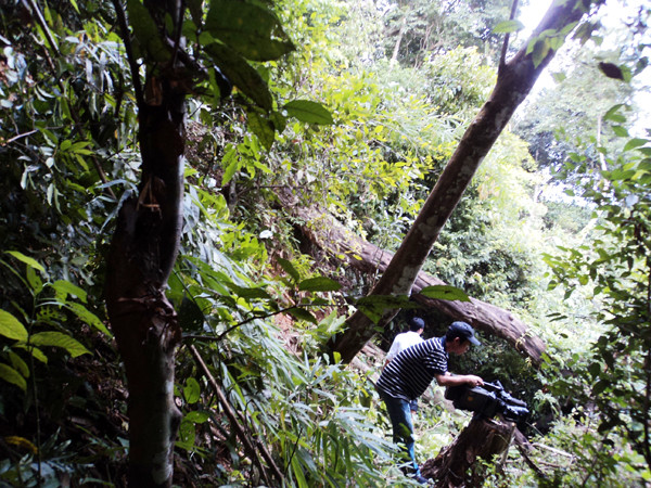 Cây cối sắp gãy đổ do núi lở