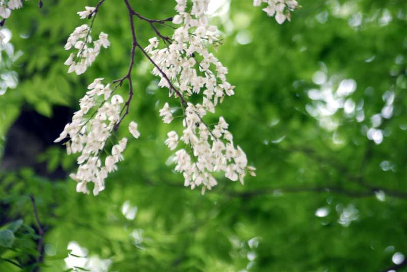 Về một vòm xanh non điểm trắng hoa sưa.