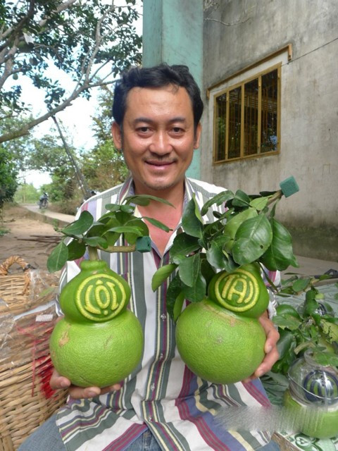 Ngoài trái bưởi hình hồ lô truyền thống, năm nay, CLB khuyến nông Phú Trí A cho còn tạo thêm bưởi hình thỏi vàng và Phúc - Lộc - Thọ phục vụ Tết Giáp Ngọ