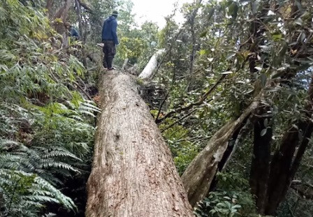 Gần 200 cây pơ mu bị đốn hạ: Khởi tố thêm 2 kiểm lâm ảnh 1