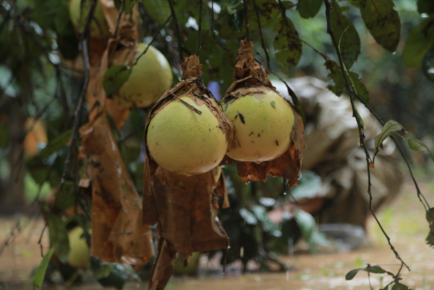 Mưa lũ khiến 5 người chết, người trồng bưởi đặc sản lo tổn thất trăm bề ảnh 5