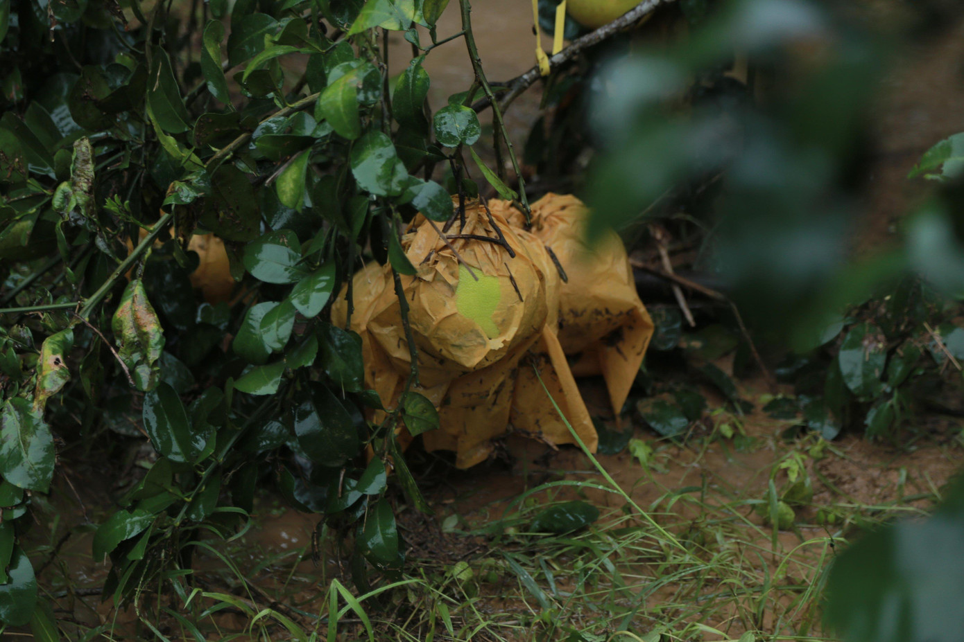 Mưa lũ khiến 5 người chết, người trồng bưởi đặc sản lo tổn thất trăm bề ảnh 4