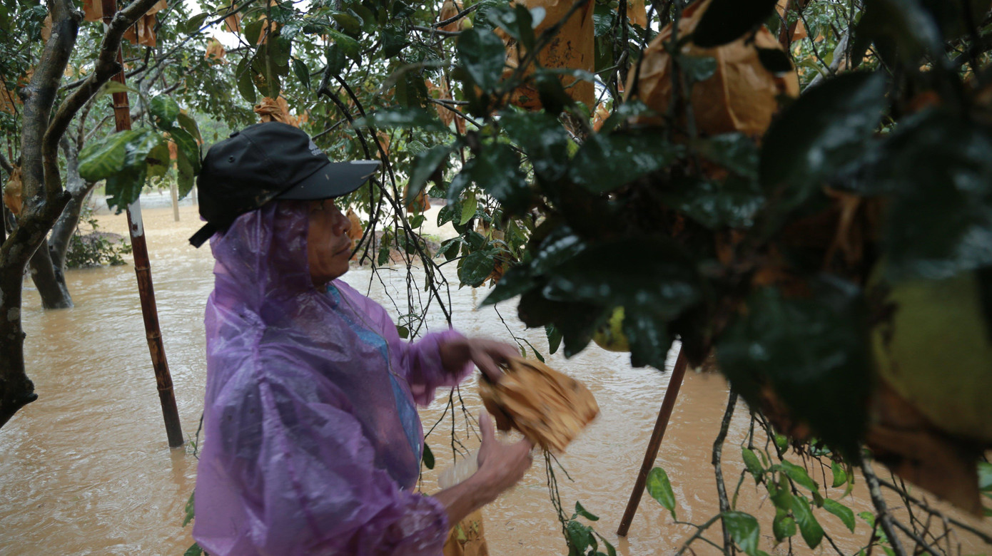 Mưa lũ khiến 5 người chết, người trồng bưởi đặc sản lo tổn thất trăm bề ảnh 2