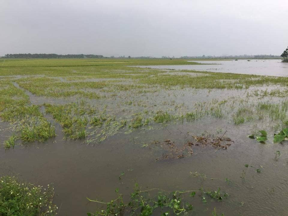 Mưa lớn nhấn chìm hoa màu, chia cắt giao thông ở Nghệ An ảnh 3