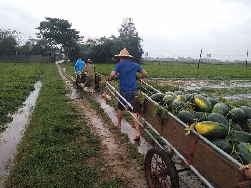 Thanh niên đội mưa giúp dân “cứu dưa chạy bão“ ảnh 5