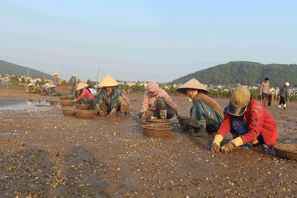 Cá, ngao chết hàng loạt không rõ nguyên nhân ở Nghệ An ảnh 1