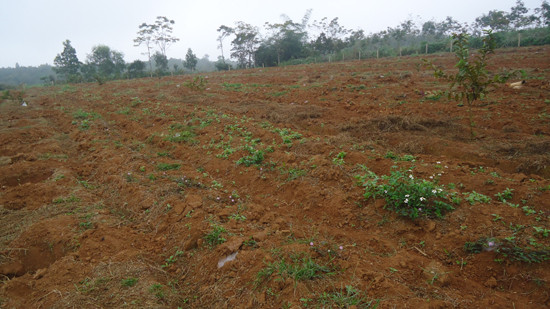 Bị kẻ xấu phá hoại trang trại, một hộ dân rơi vào cảnh khốn đốn ảnh 1