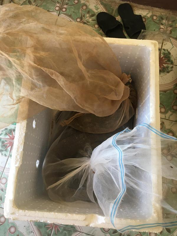 Kỳ đà quý hiếm 'đi' xe khách từ Bắc vào Nam ảnh 1