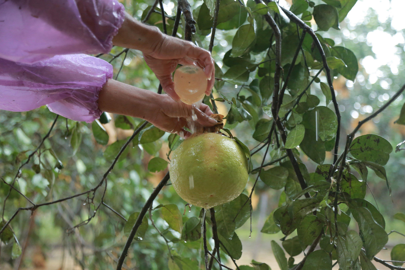 Mưa lũ khiến 5 người chết, người trồng bưởi đặc sản lo tổn thất trăm bề ảnh 6