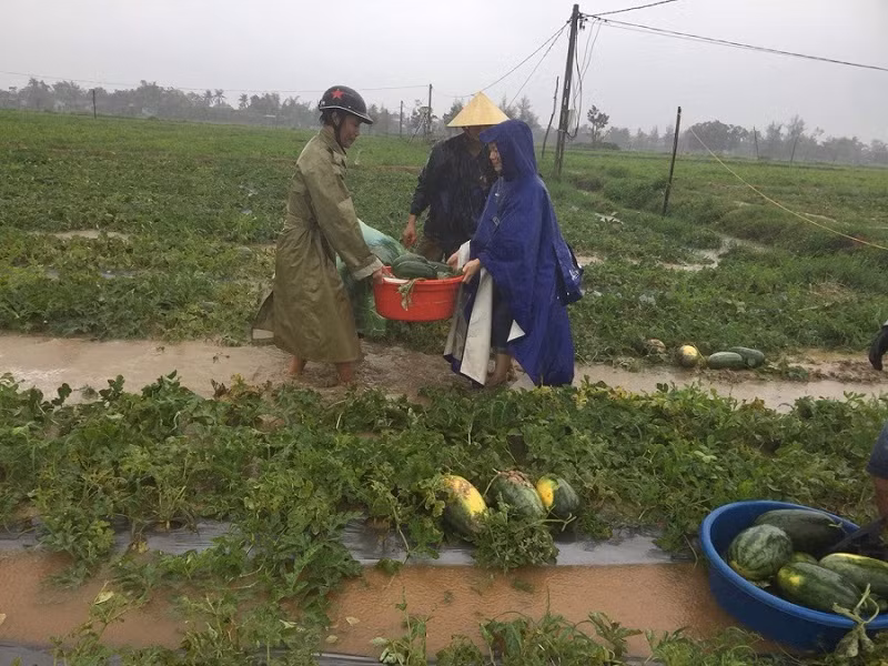 Thanh niên đội mưa giúp dân “cứu dưa chạy bão“ ảnh 4