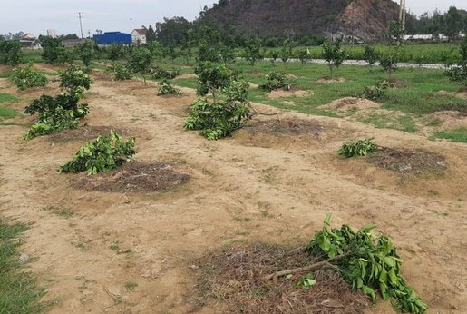 Chặt phá vườn bưởi của gia đình chủ tịch xã để trả thù cho đội bóng chuyền ảnh 1