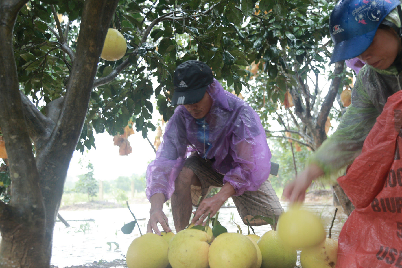 Mưa lũ khiến 5 người chết, người trồng bưởi đặc sản lo tổn thất trăm bề ảnh 7