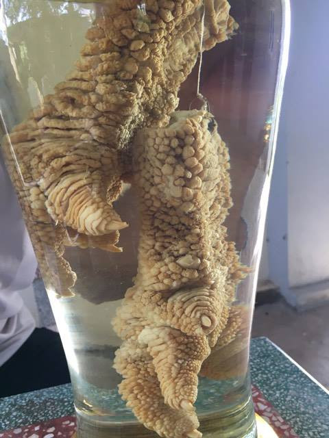 Xôn xao dàn chân gà Đông Tảo 'khủng' ngâm rượu ảnh 1