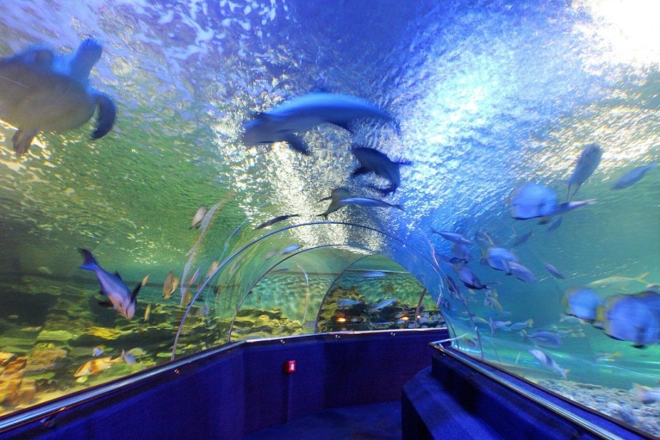 Thủy cung hàng đầu Đông Nam Á với diện tích 3.400m2, là một thế giới đại dương thu nhỏ với 600 loài sinh vật biển quý hiểm, lạ mắt