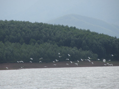 Được bảo vệ, đàn chim quy tụ về Vệ Vừng ngày một đông Ảnh: Quang Long. Được bảo vệ, đàn chim quy tụ về Vệ Vừng ngày một đông Ảnh: Quang Long