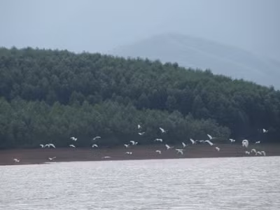 Được bảo vệ, đàn chim quy tụ về Vệ Vừng ngày một đông Ảnh: Quang Long