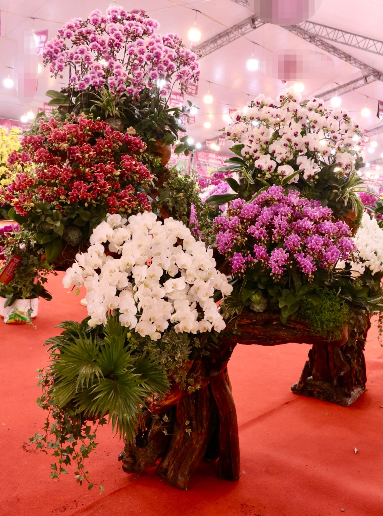 Chị Vũ Minh Nguyệt (quản lý cửa hàng hoa trên đường Nguyễn Thanh Bình chia sẻ: "Chúng tôi bắt đầu mở bán từ đầu tháng âm lịch. Khác với năm trước năm nay khách hàng đi mua lan rất sớm. Thời gian này khách mua chủ yếu để làm quà biếu tặng cho bố mẹ, đối tác, doanh nghiệp... Khách chủ yếu đặt, mua những chậu lan hàng chục triệu, có một chậu hơn trăm triệu cũng đã được bán từ hôm trước". Chị Vũ Minh Nguyệt (quản lý cửa hàng hoa trên đường Nguyễn Thanh Bình chia sẻ: "Chúng tôi bắt đầu mở bán từ đầu tháng âm lịch. Khác với năm trước năm nay khách hàng đi mua lan rất sớm. Thời gian này khách mua chủ yếu để làm quà biếu tặng cho bố mẹ, đối tác, doanh nghiệp... Khách chủ yếu đặt, mua những chậu lan hàng chục triệu, có một chậu hơn trăm triệu cũng đã được bán từ hôm trước".