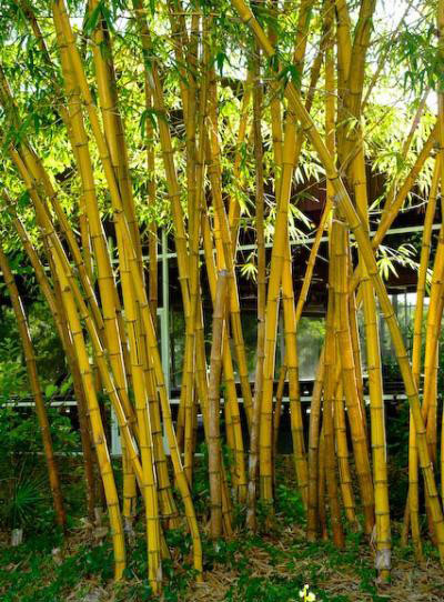 Nhảy từ ghế xuống đất, bé gái bị tre đâm xuyên hậu môn ảnh 1